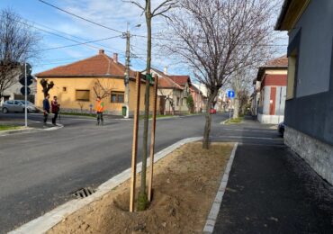 Primaria Oradea a inceput campania de plantari de arbori. Aproape 3000 de noi arbori vor fi plantati anul acesta