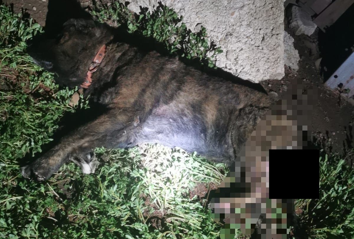 Un barbat din Santion a fost retinut dupa ce a batut si dat foc unui caine