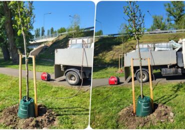 Primăria Oradea introduce saci de udare pentru arborii nou plantați, în cadrul unui proiect de extindere a spațiilor verzi