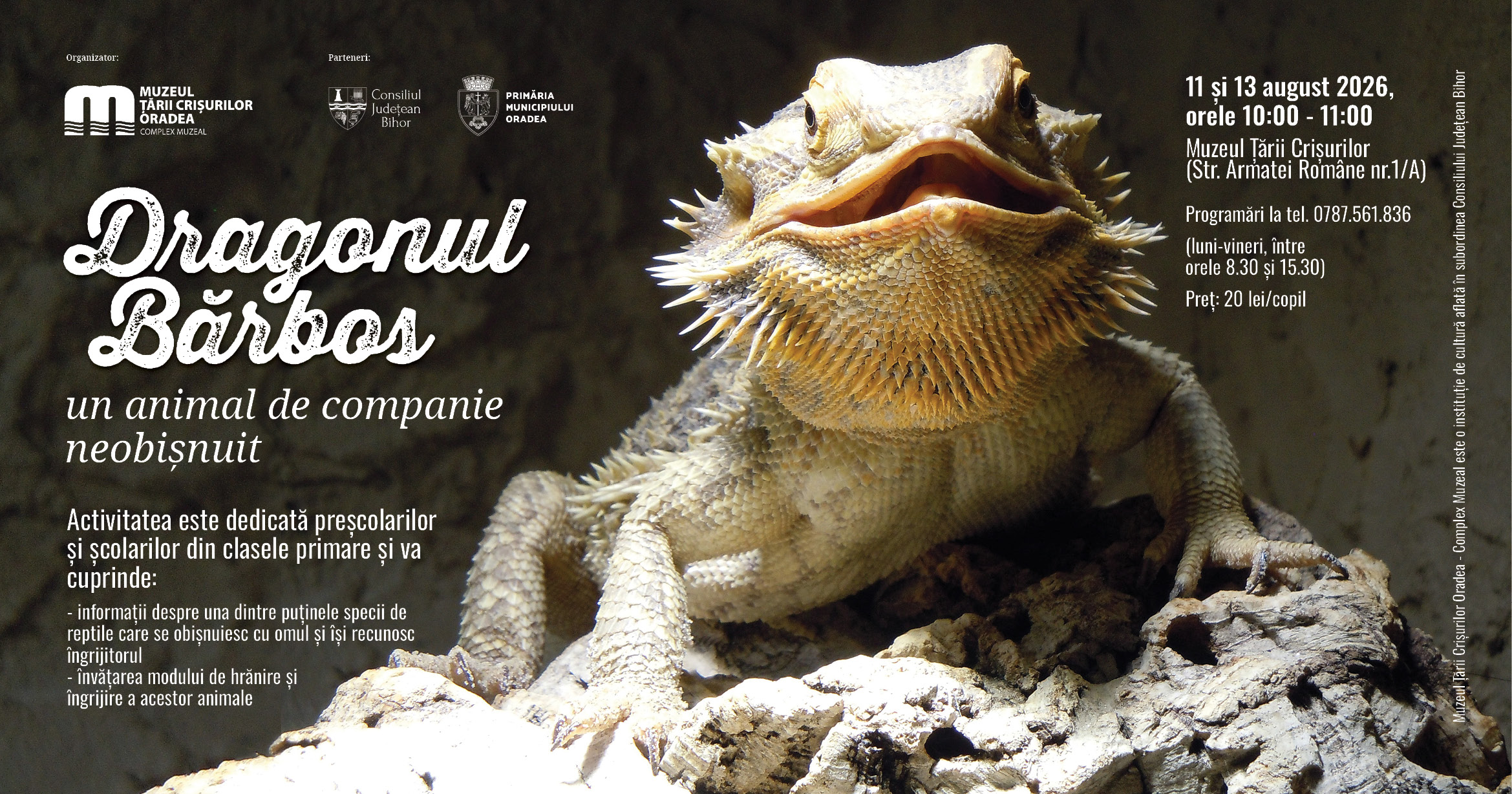 Copiii pot întâlni și atinge dragonul bărbos, la Muzeul Țării Crișurilor