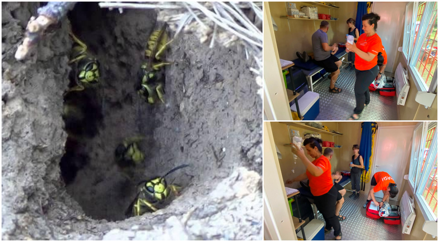 Salvamont Bihor avertizează: atenție la viespile de pe traseele din Padiș